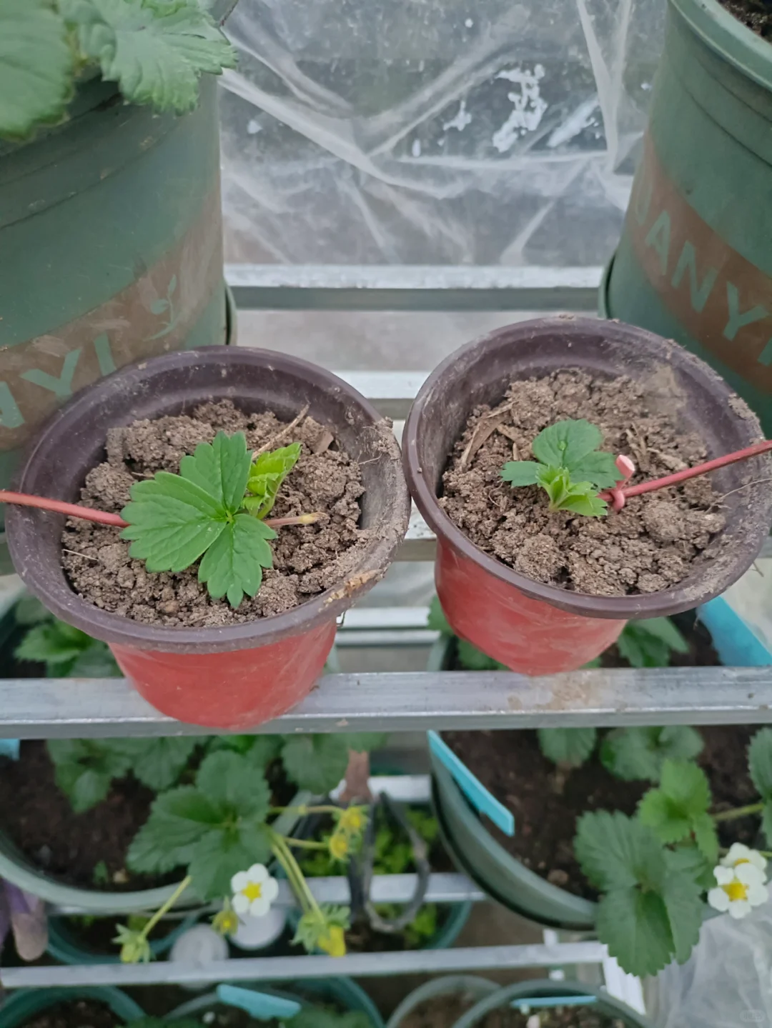 找了个统计员的工作，真是太难为我了吧😂