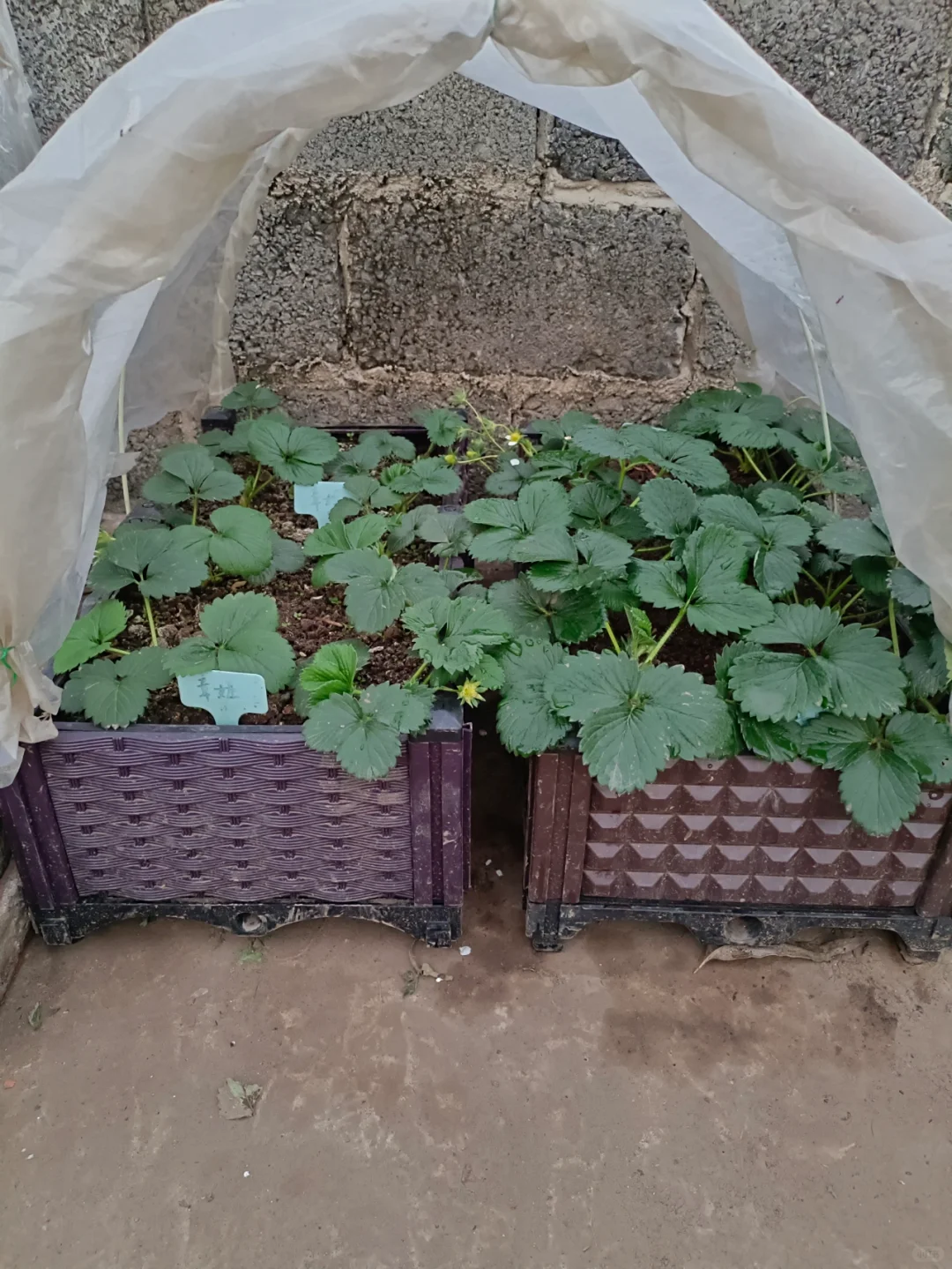 找了个统计员的工作，真是太难为我了吧😂