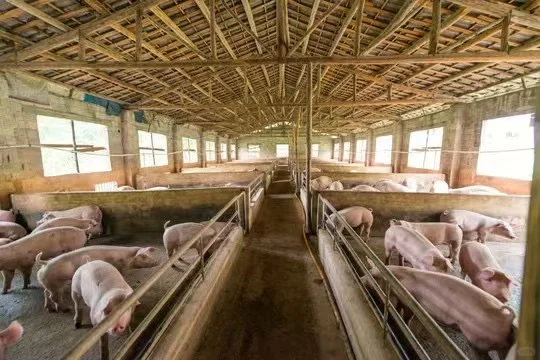 养猪场缺个“懂猪心”的大佬！包吃住+绩效