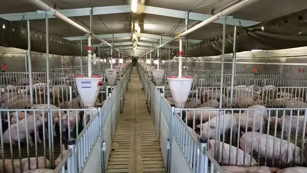 养猪场缺个“懂猪心”的大佬！包吃住+绩效