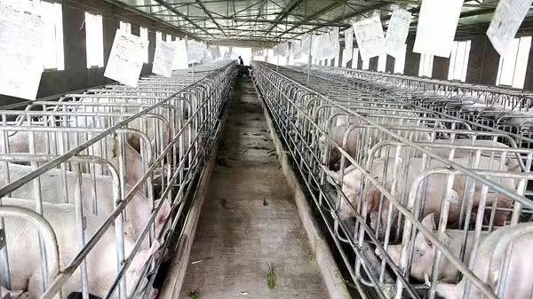 养猪场缺个“懂猪心”的大佬！包吃住+绩效