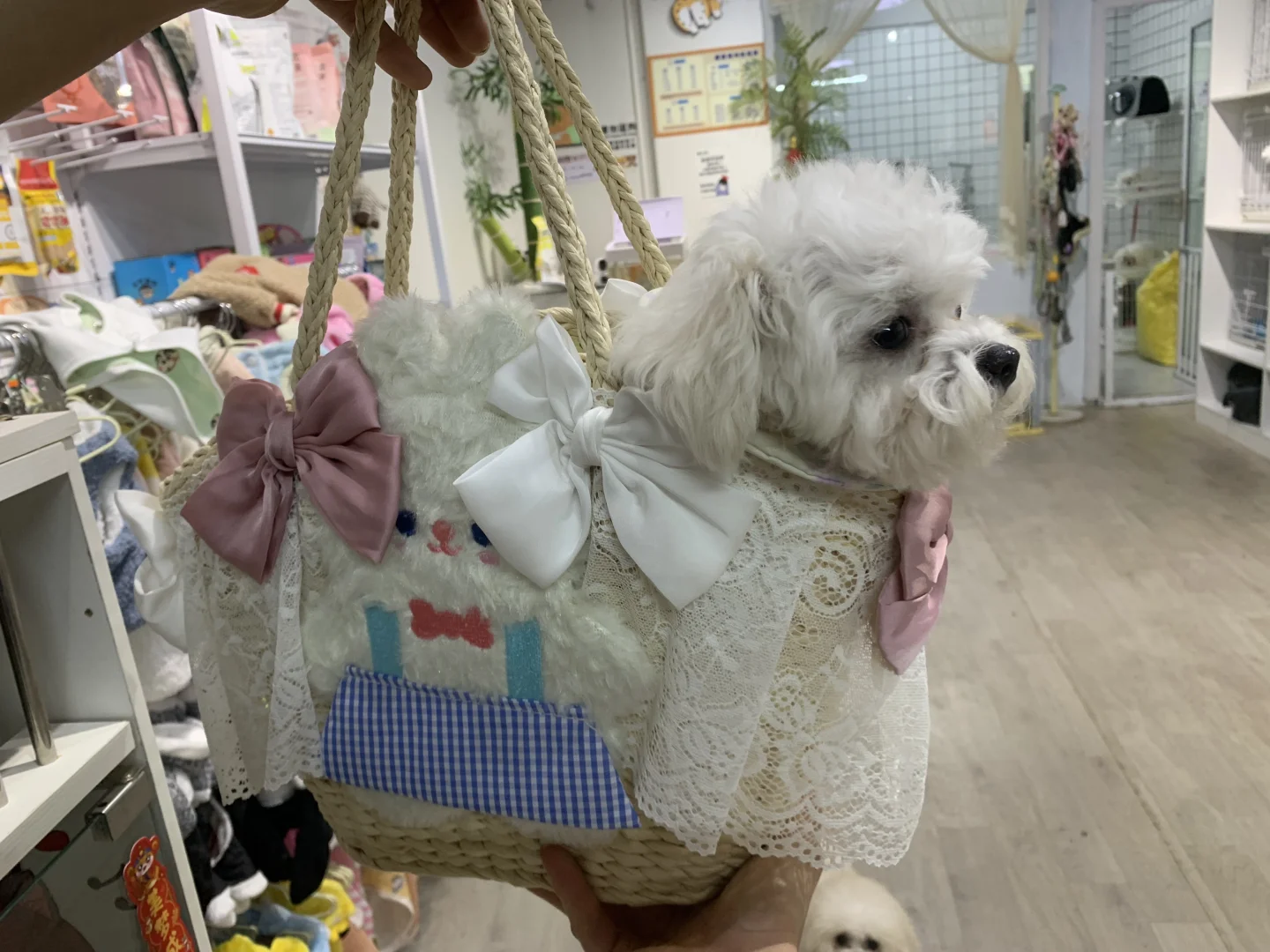 深圳西乡宠物店招人，有人找工作吗！