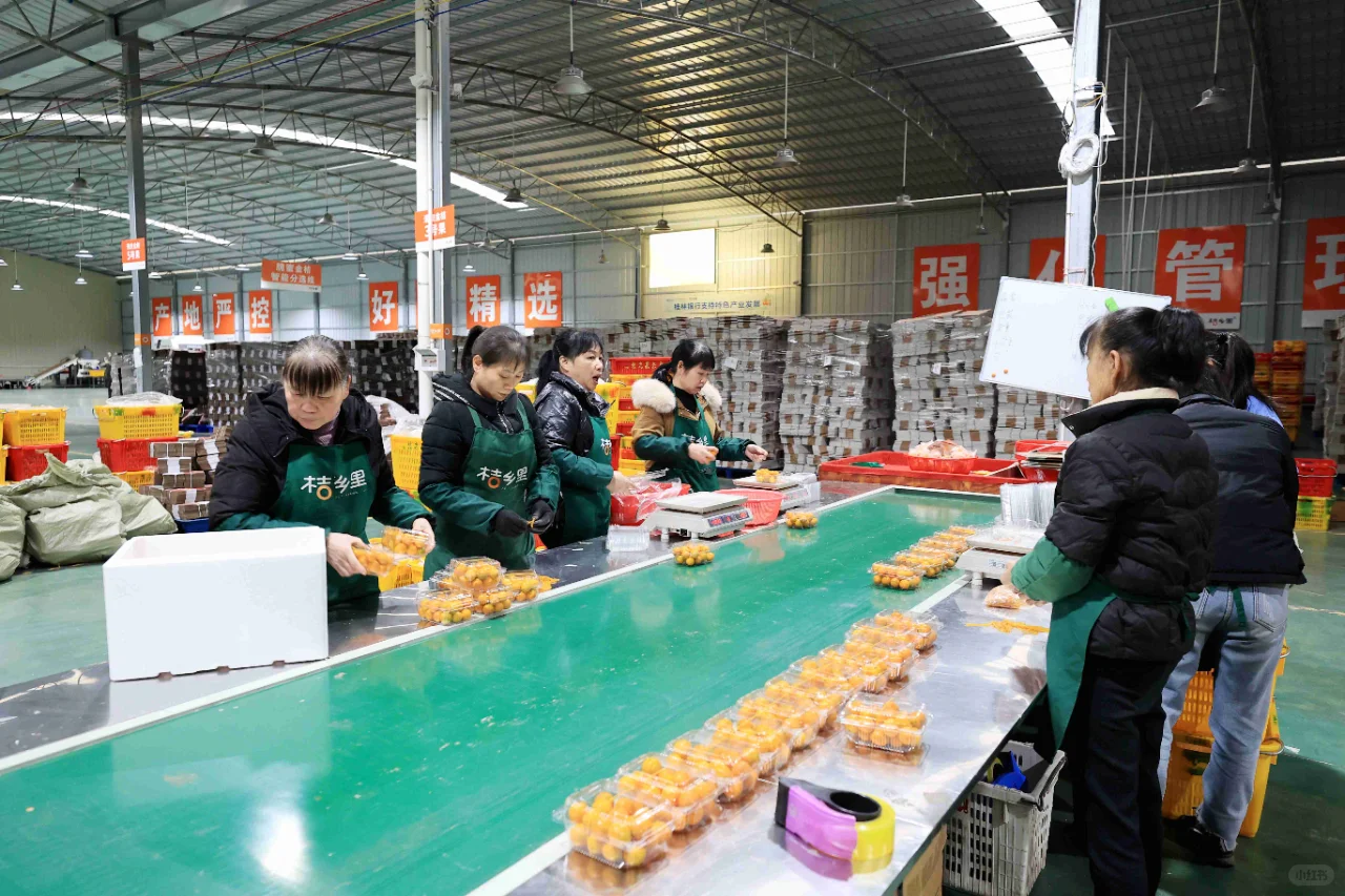 【就业】广西融安:家门口务工稳就业