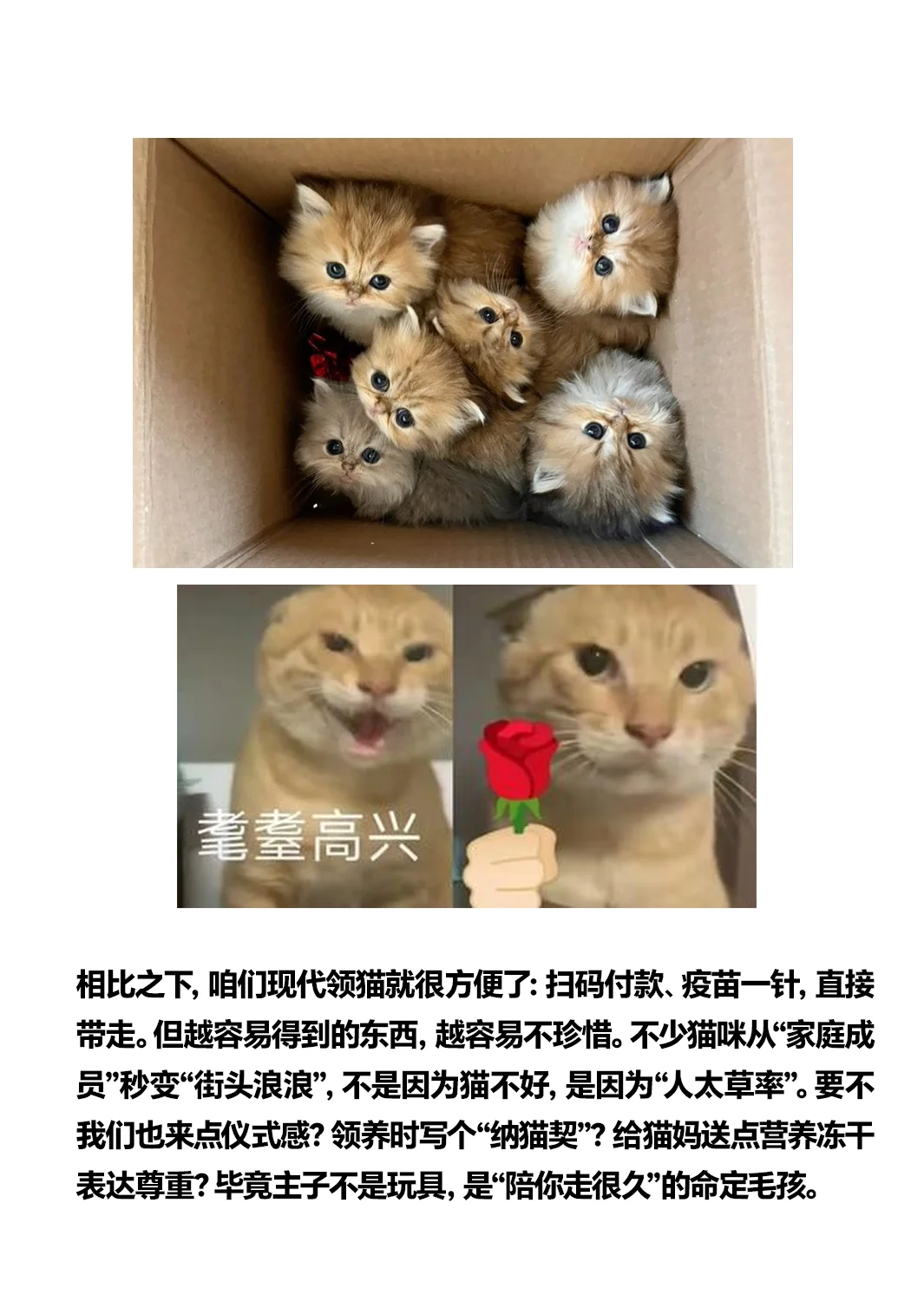 想当大宋铲屎官？先过猫妈彩🎁礼关！
