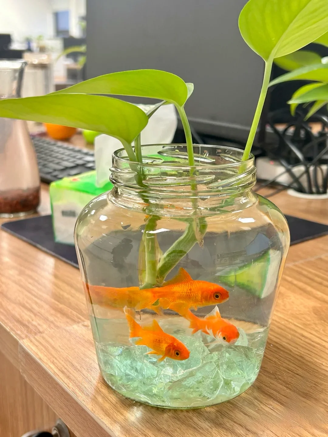 公司开“窍”招人啦🎉