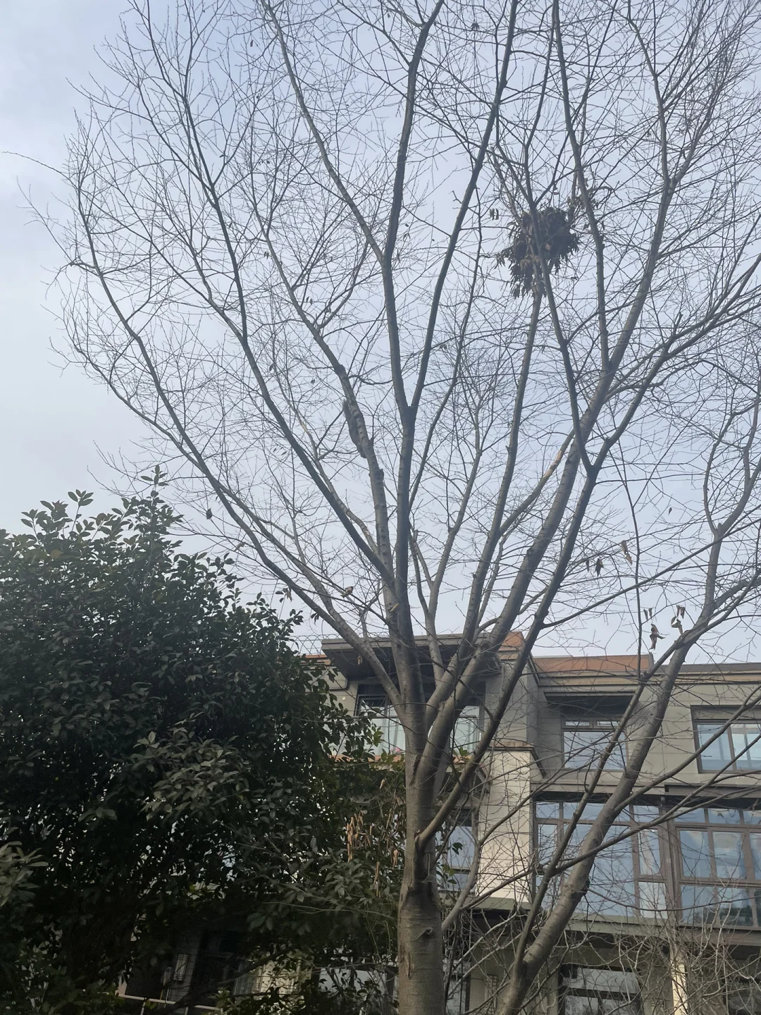 帮老婆招个生活搭子