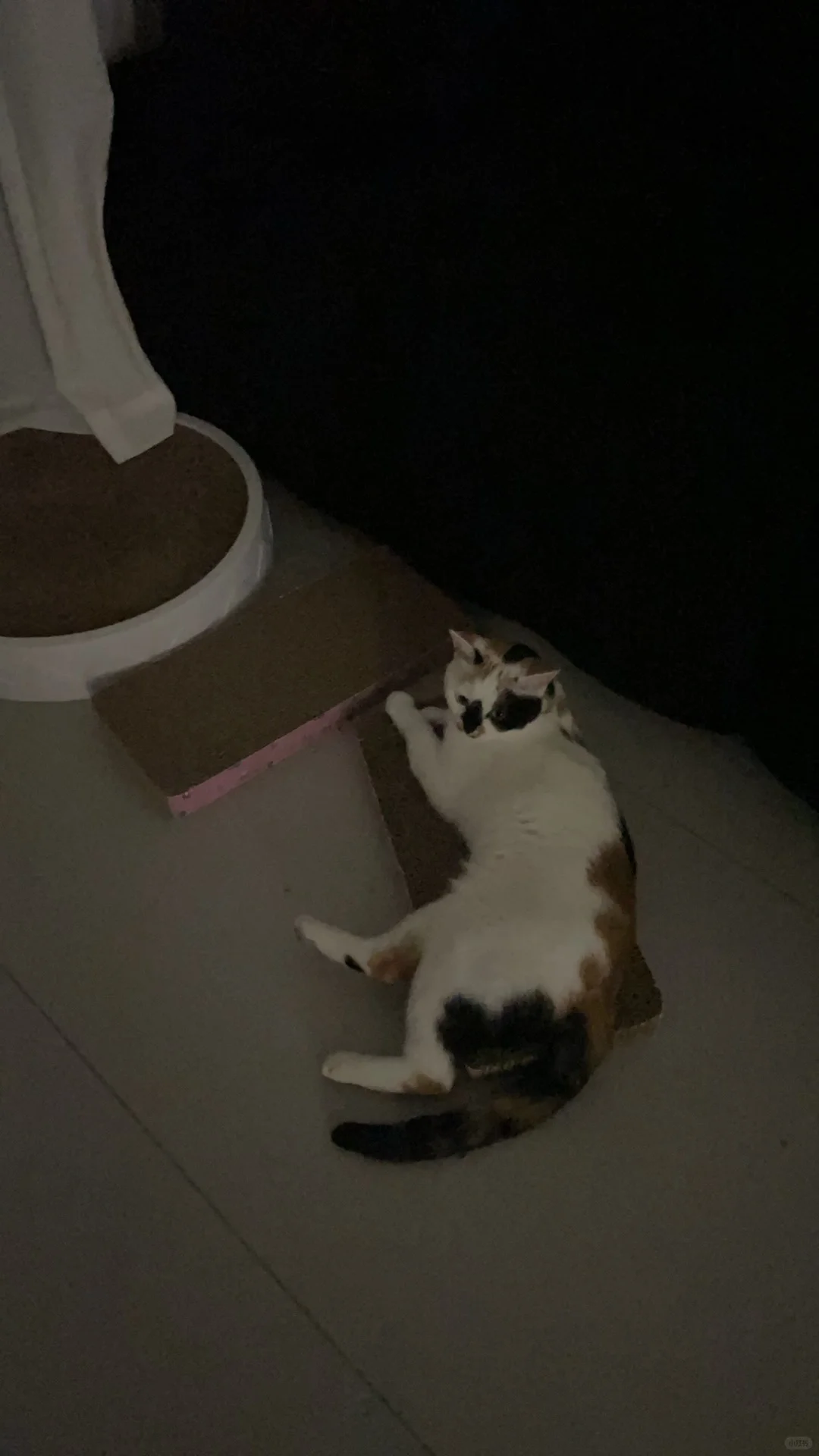 帮老婆招个生活搭子