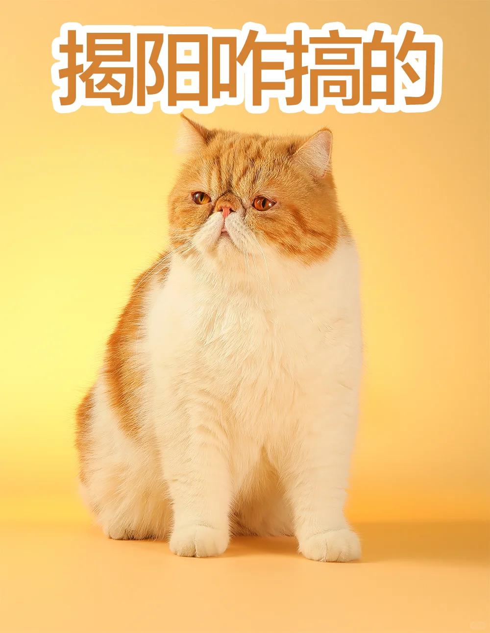 揭阳市直事业单位招聘博（硕）士研究生45人