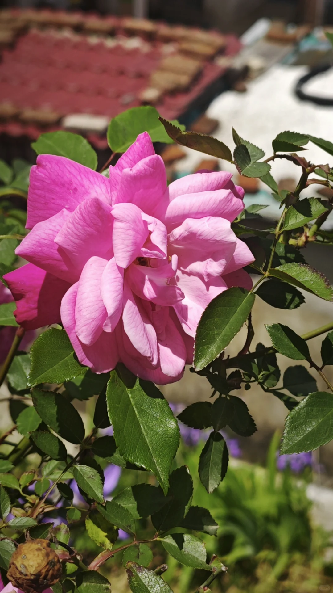 暂停，6月义工五月底招 |谢谢各位姐妹青睐