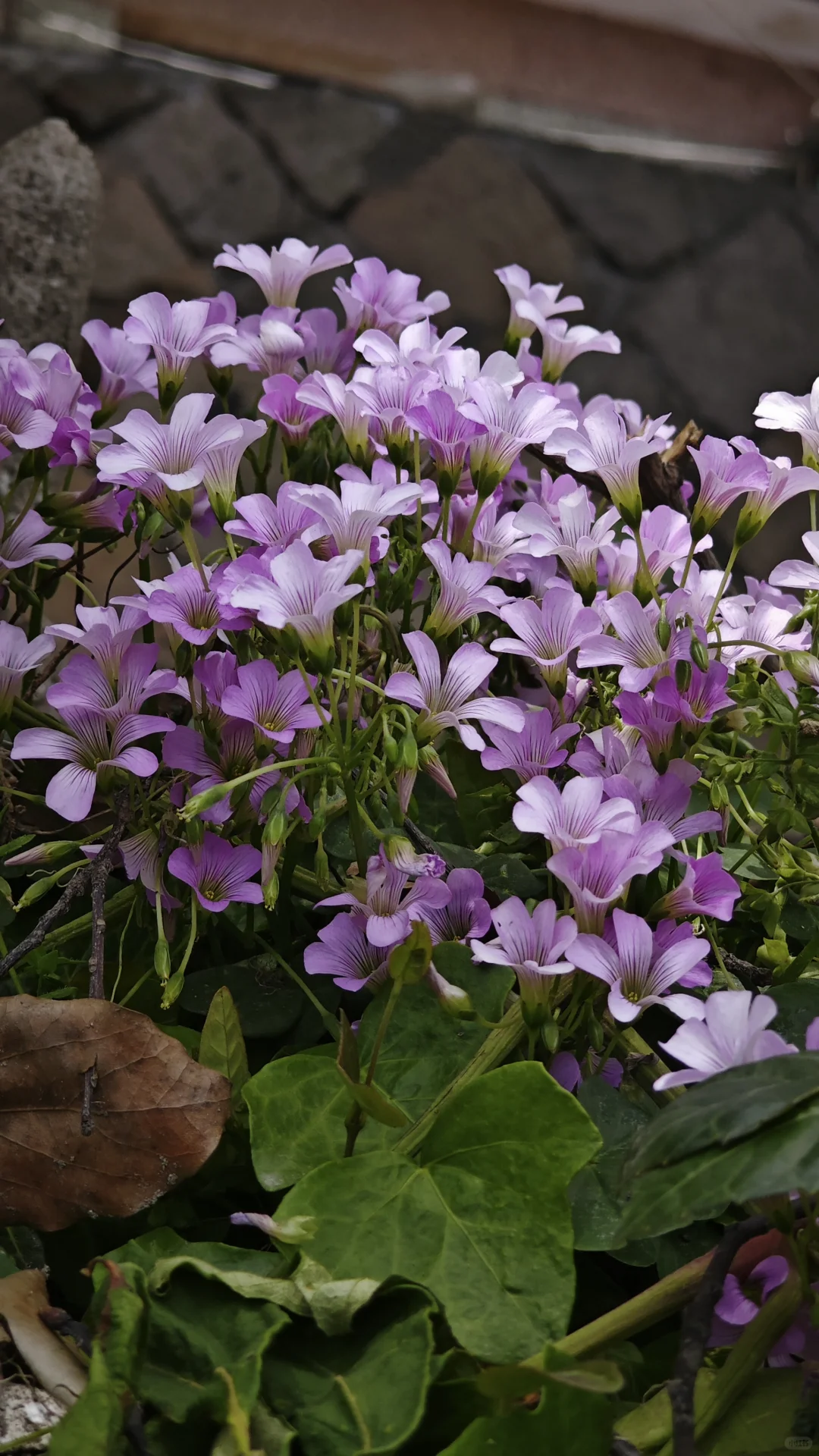 暂停，6月义工五月底招 |谢谢各位姐妹青睐