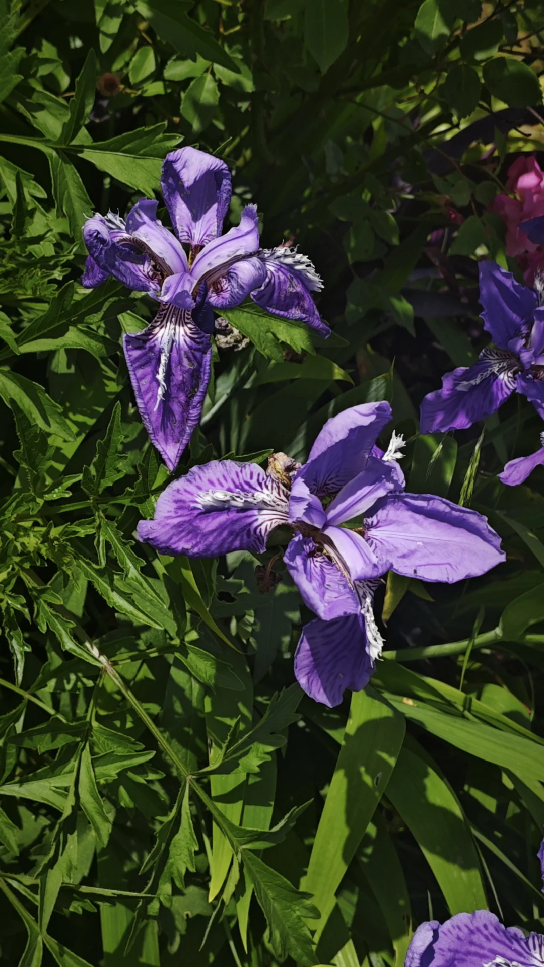 暂停，6月义工五月底招 |谢谢各位姐妹青睐