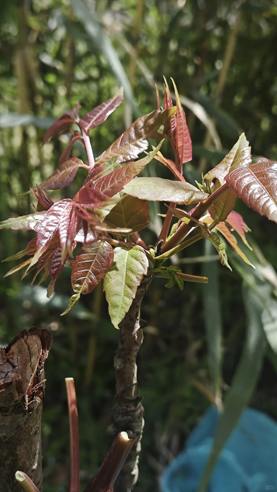 暂停，6月义工五月底招 |谢谢各位姐妹青睐
