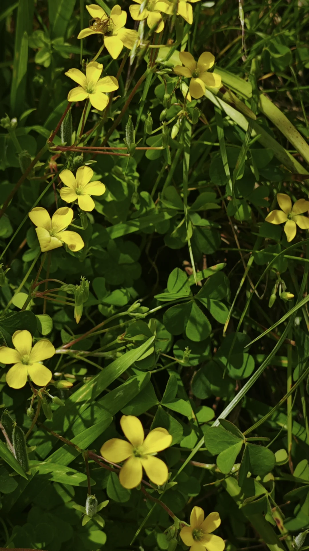 暂停，6月义工五月底招 |谢谢各位姐妹青睐