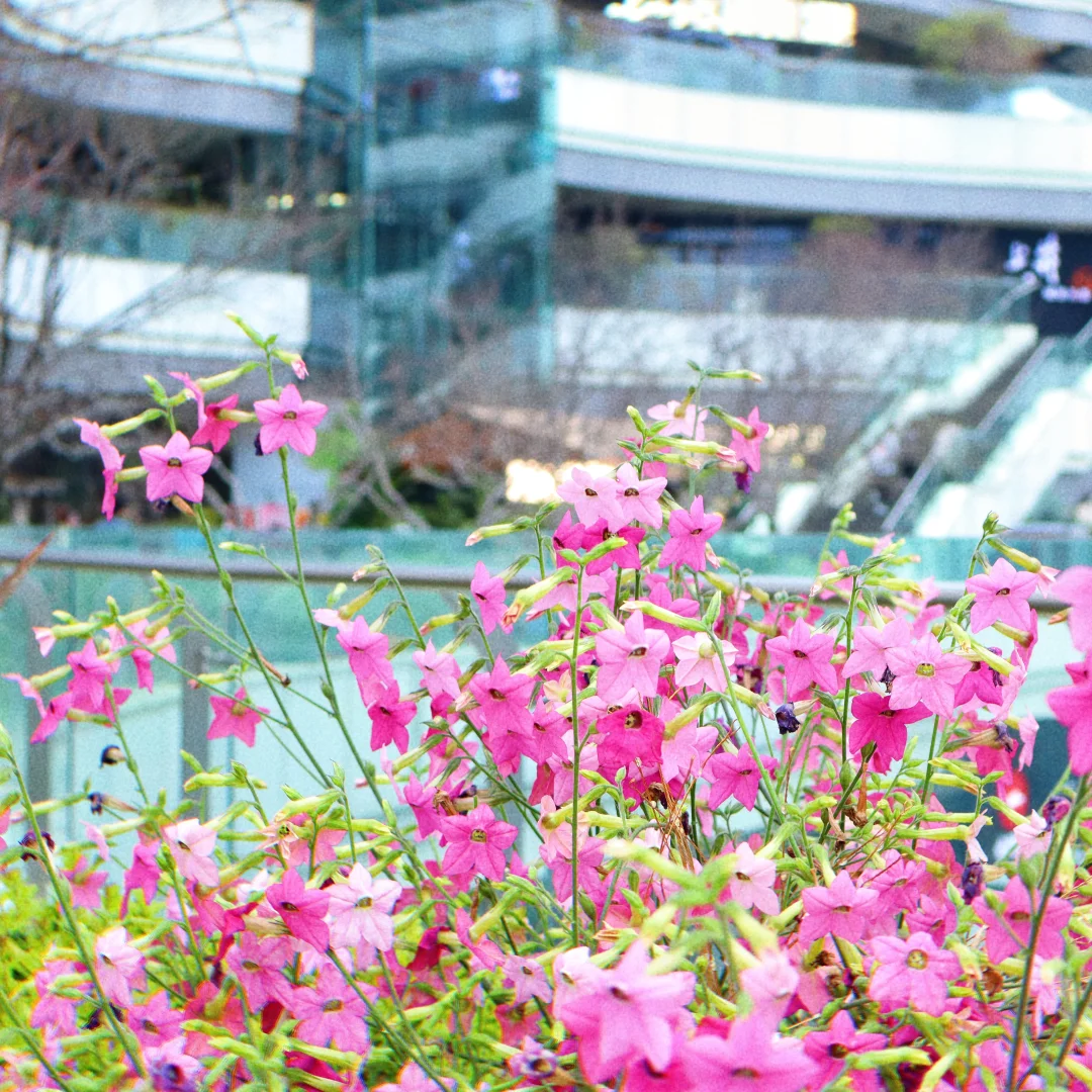 招聘心理专业实习生啦~