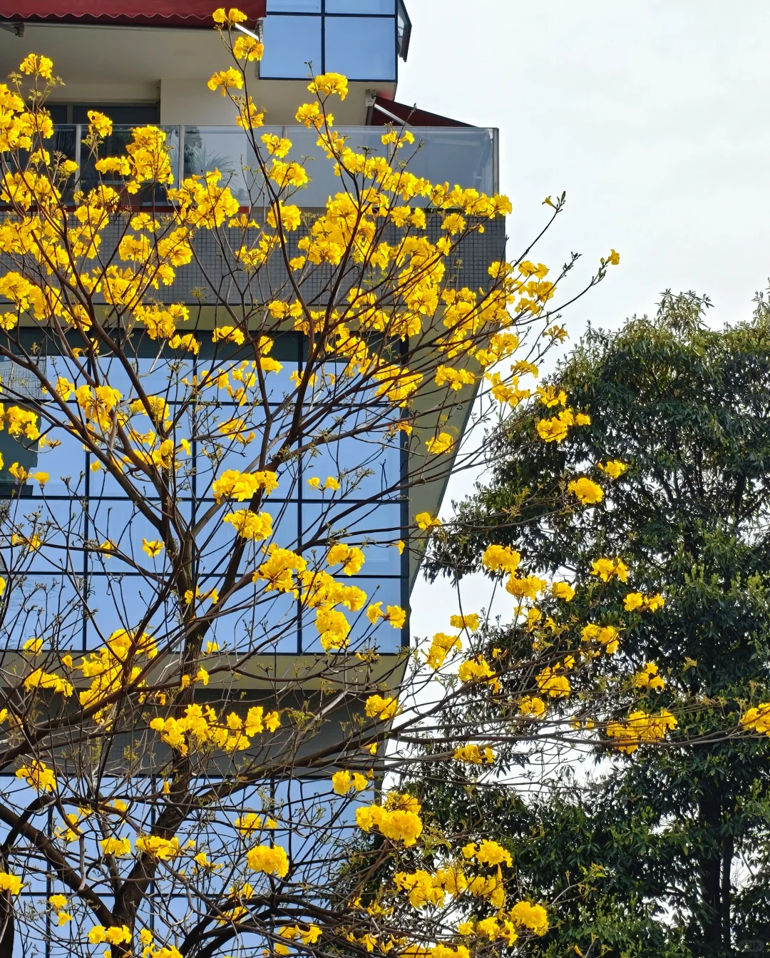 招聘心理专业实习生啦~