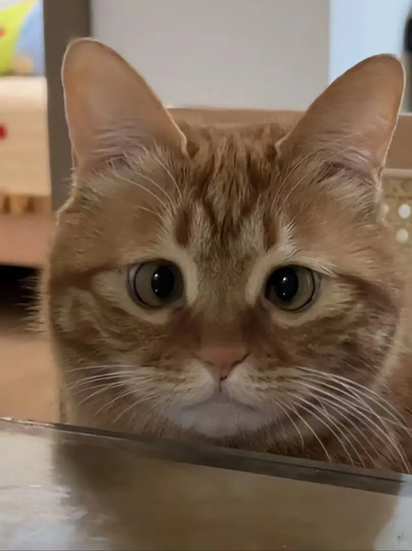 麓谷地区求聘运营小助理一枚或主力运营