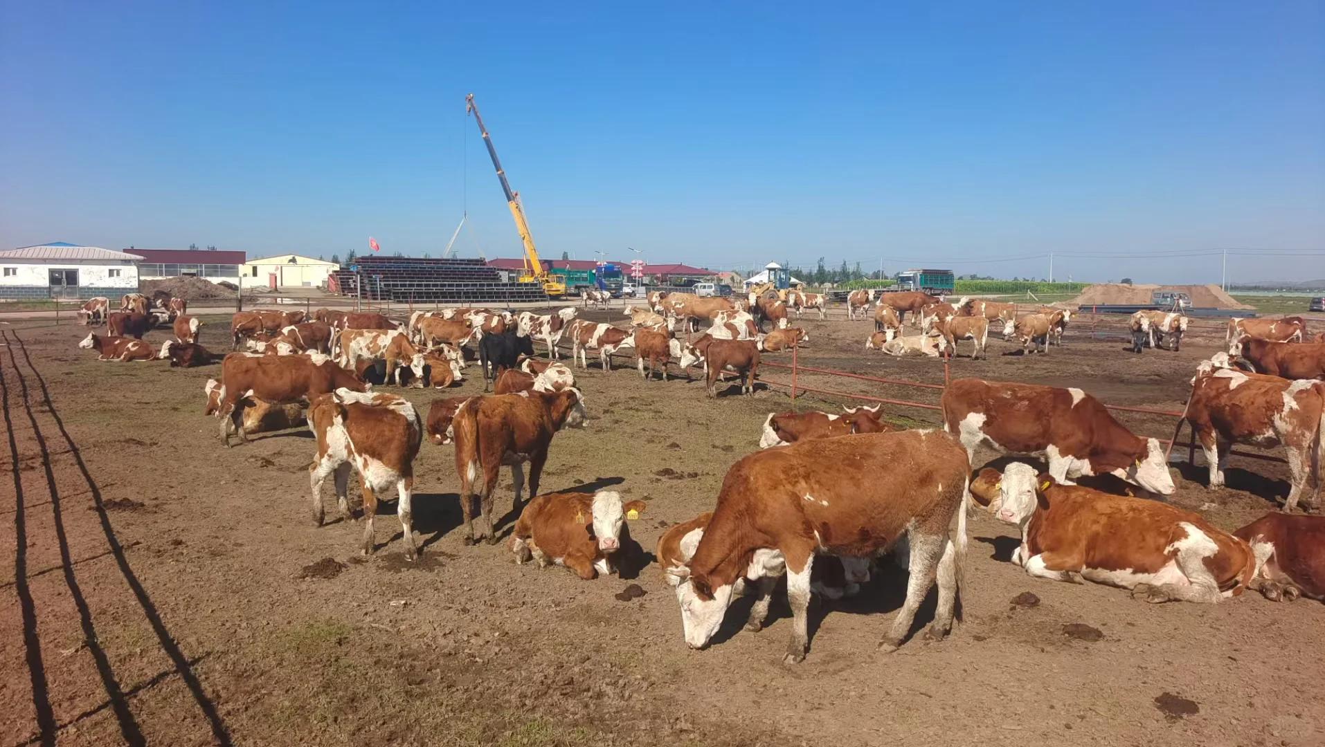 🎈内蒙古牛场招工，有手你会来吗😉