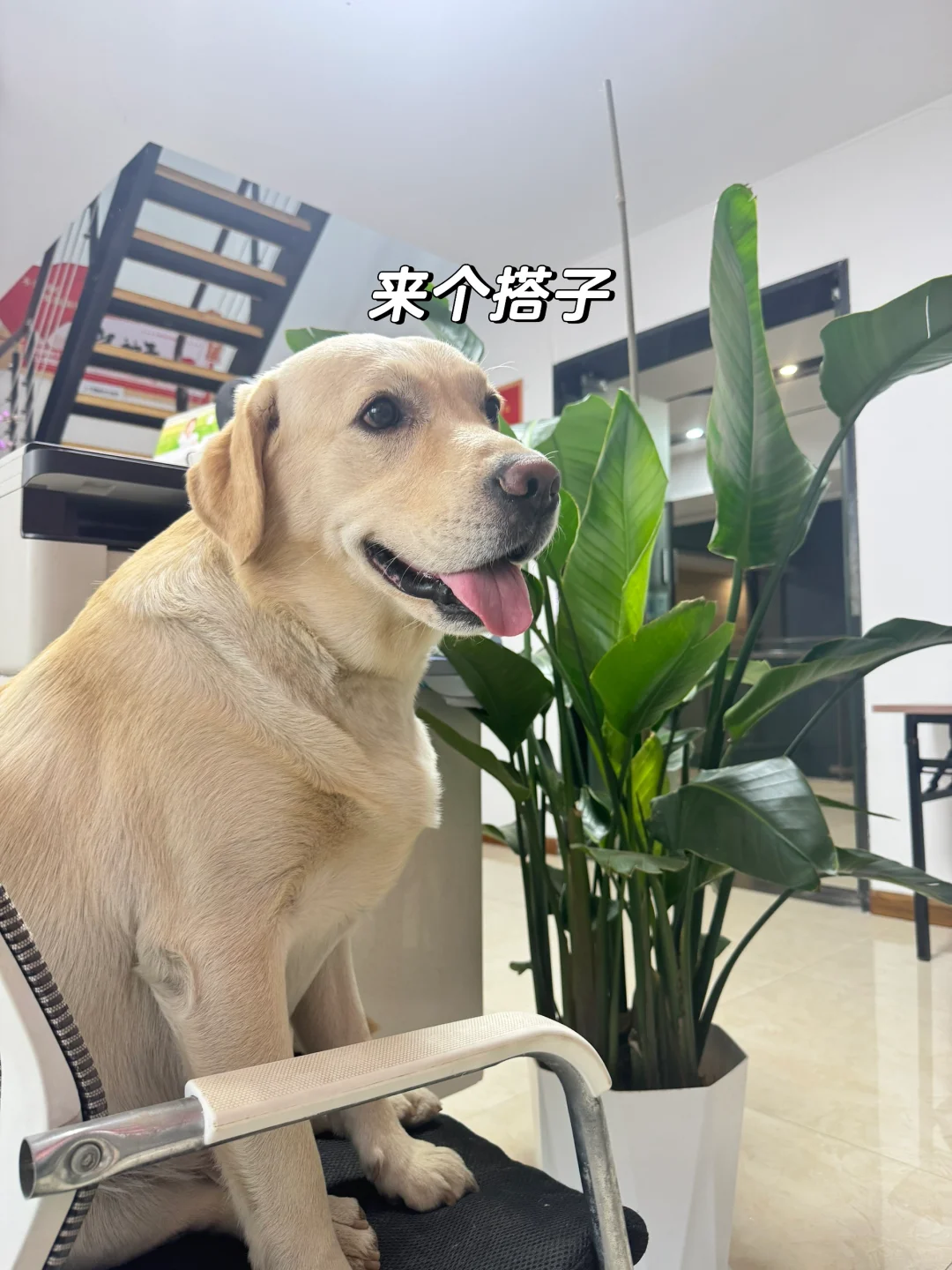 洛阳月入5K+的工作 轻松不加班👀