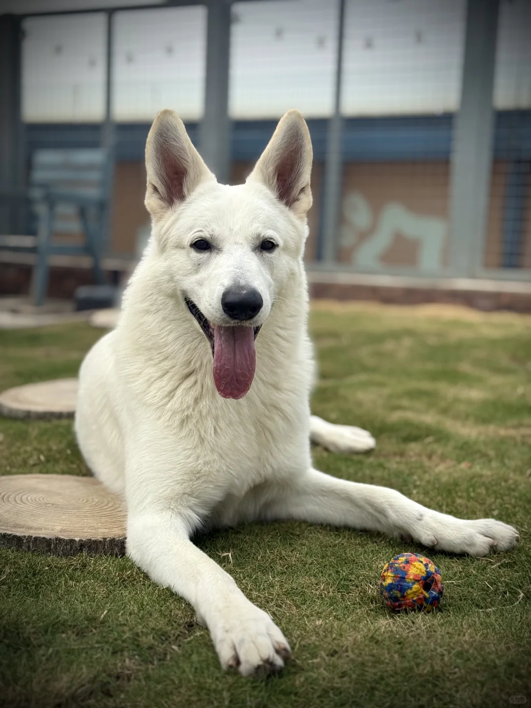 禁犬令最大的误区：以「品种」定义善恶