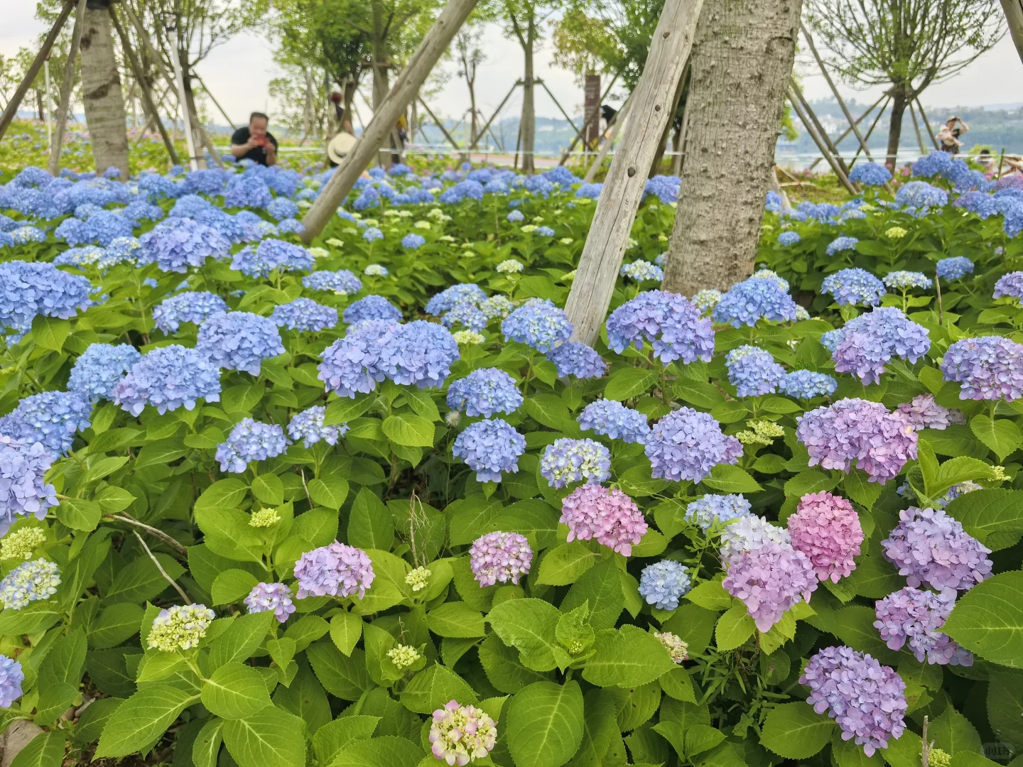 柳州 求职花艺师助理