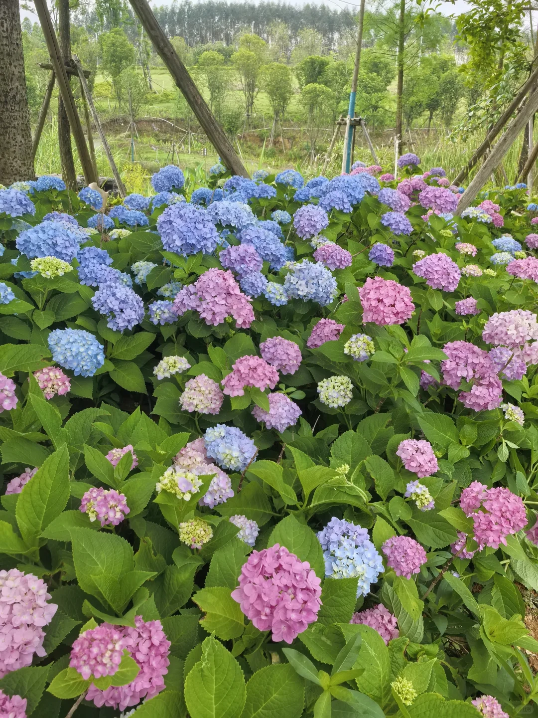 柳州 求职花艺师助理