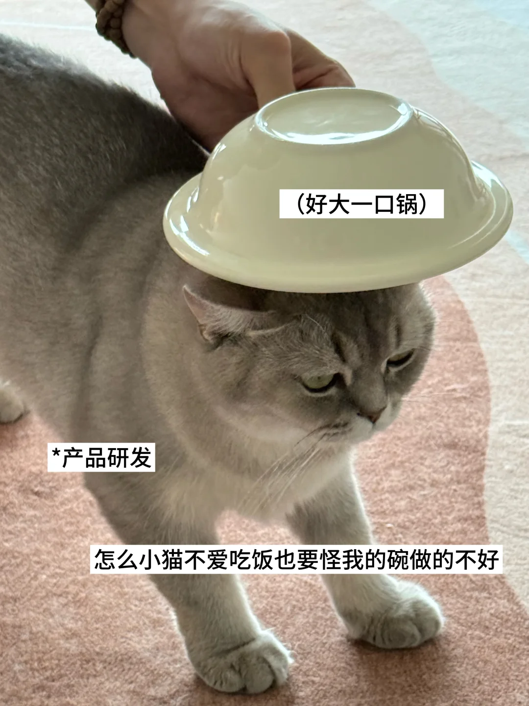 🤔双休宠物公司都有哪些岗位？