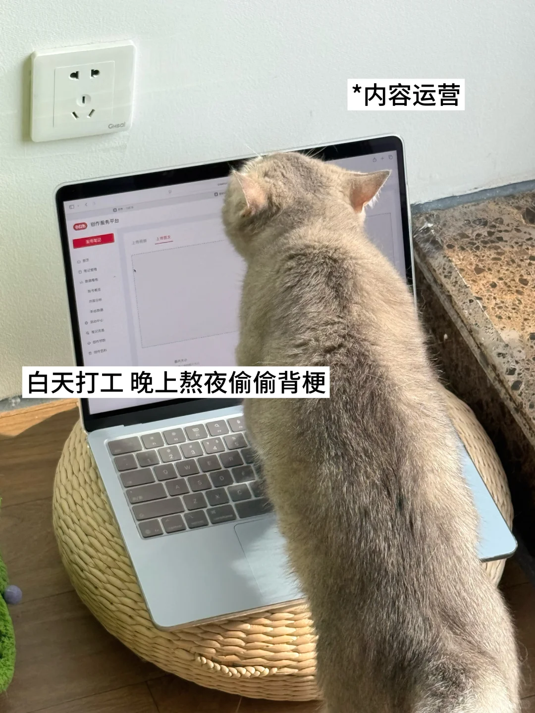 🤔双休宠物公司都有哪些岗位？