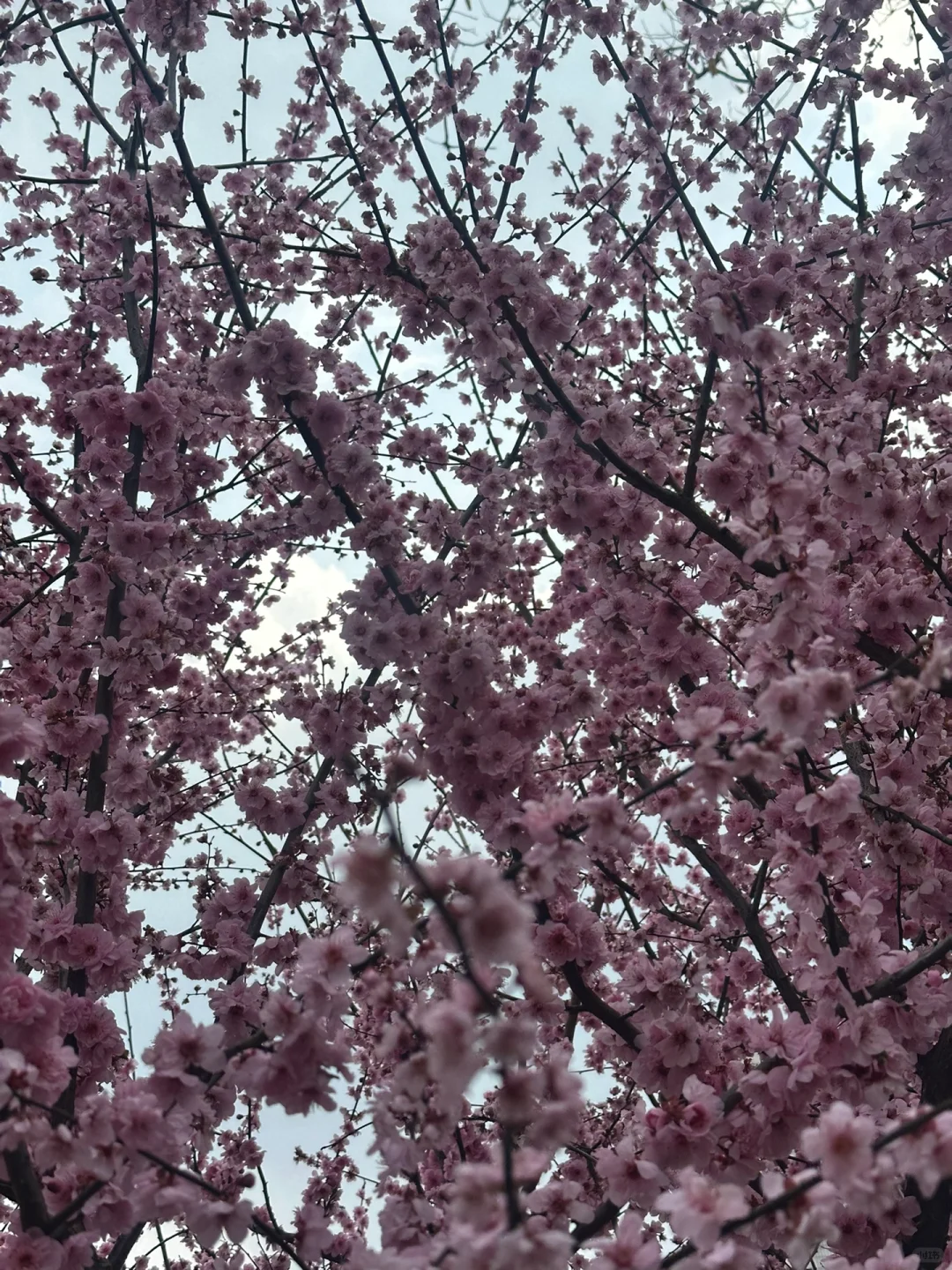 苏州招聘｜不做牛马，来公园里上个班吧！！