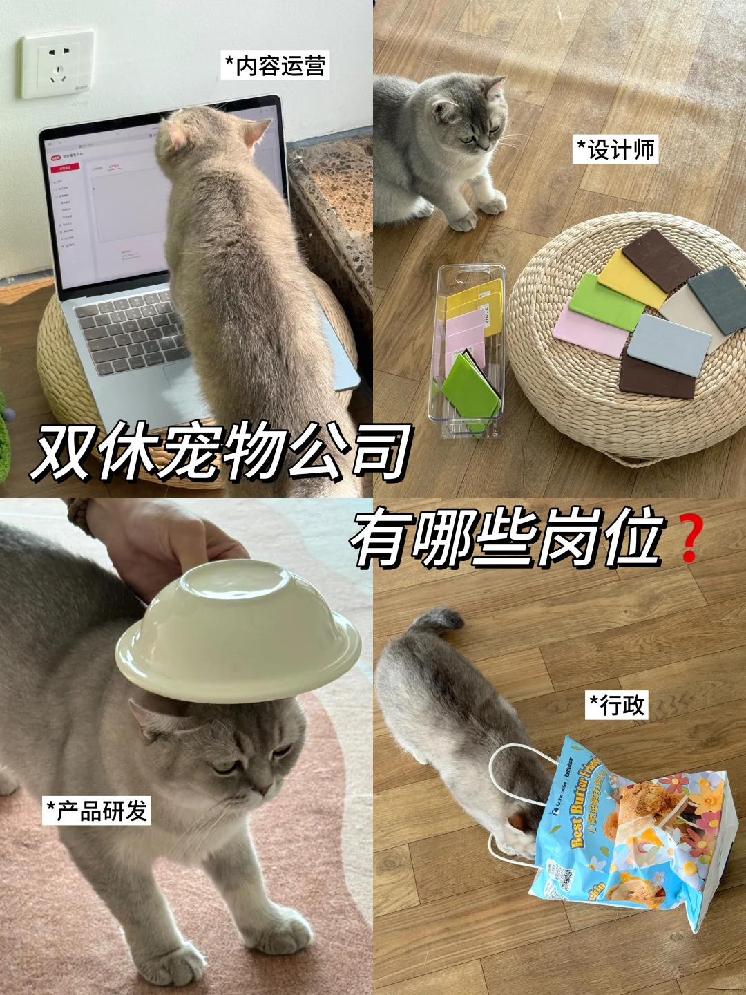 🤔双休宠物公司都有哪些岗位？