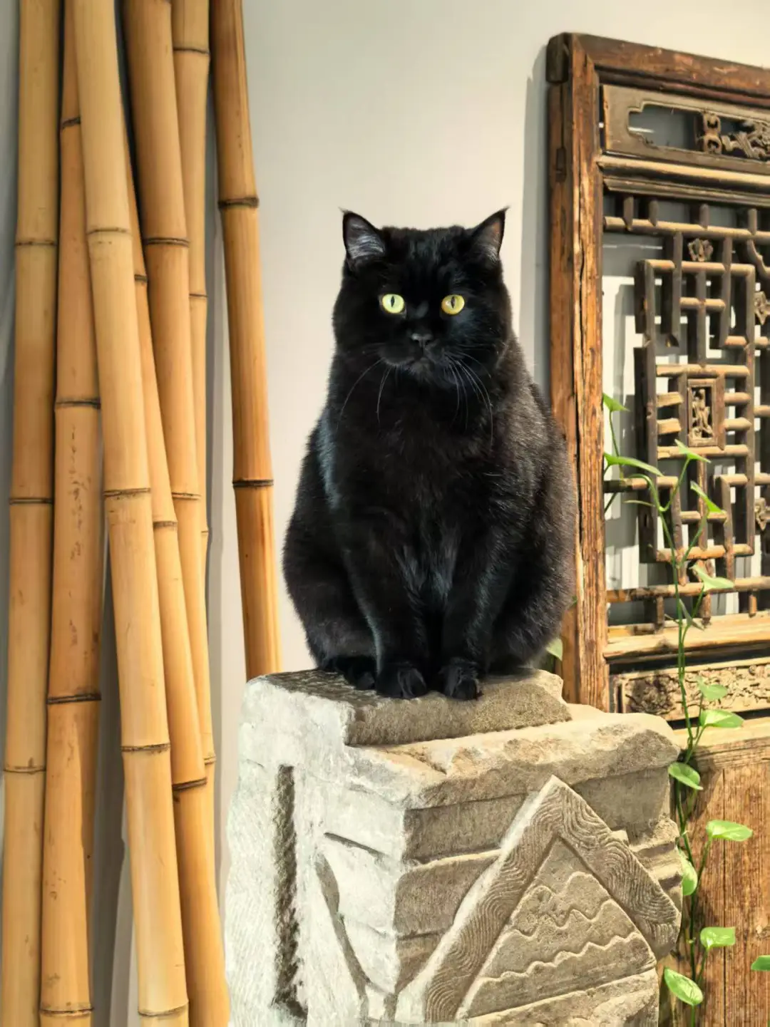 设计助理招聘，小姐姐来来来