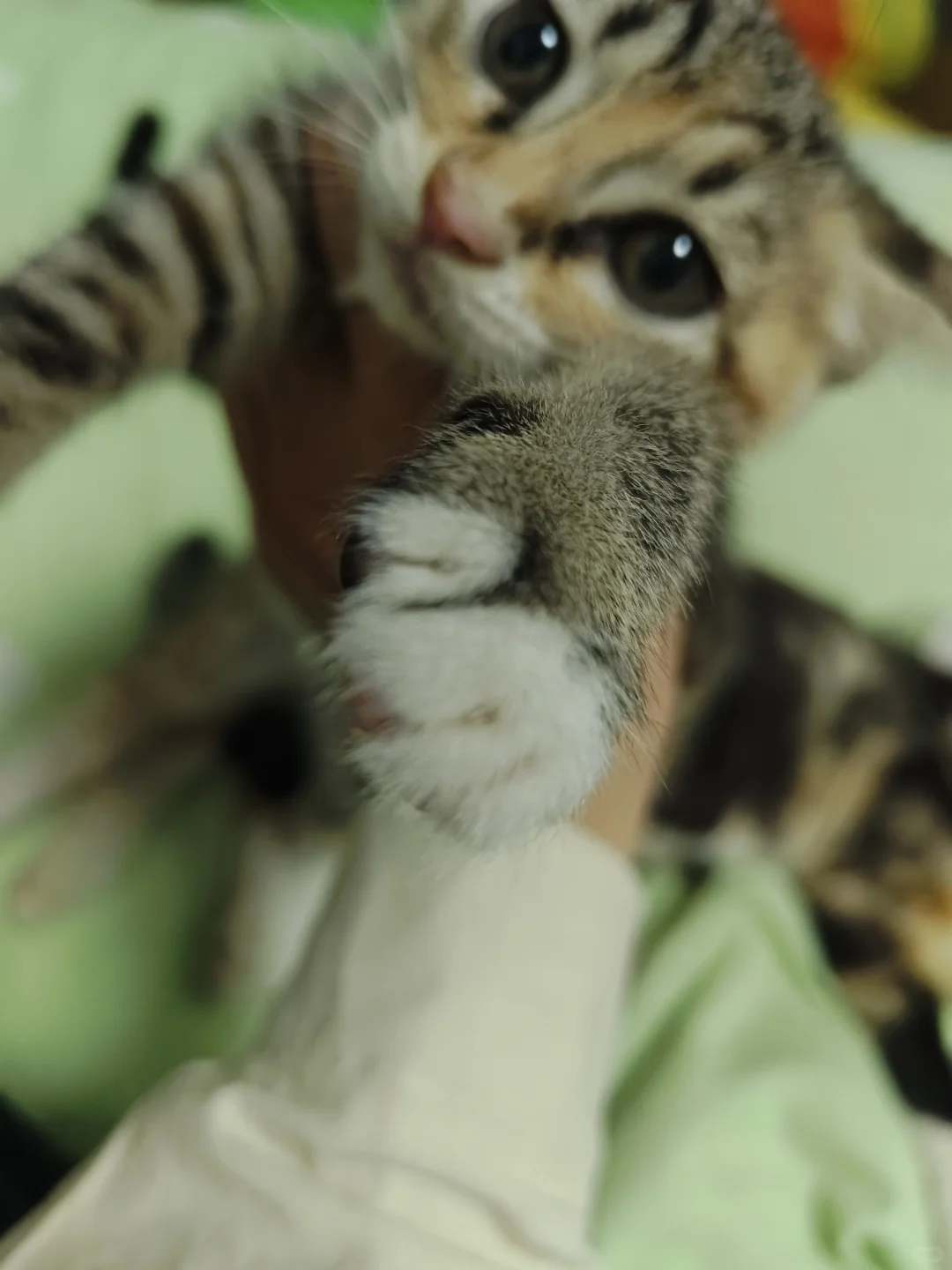 《鄂省招贤令：聘狸花大将军启》