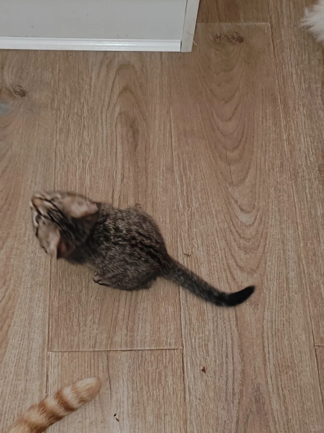 《鄂省招贤令：聘狸花大将军启》