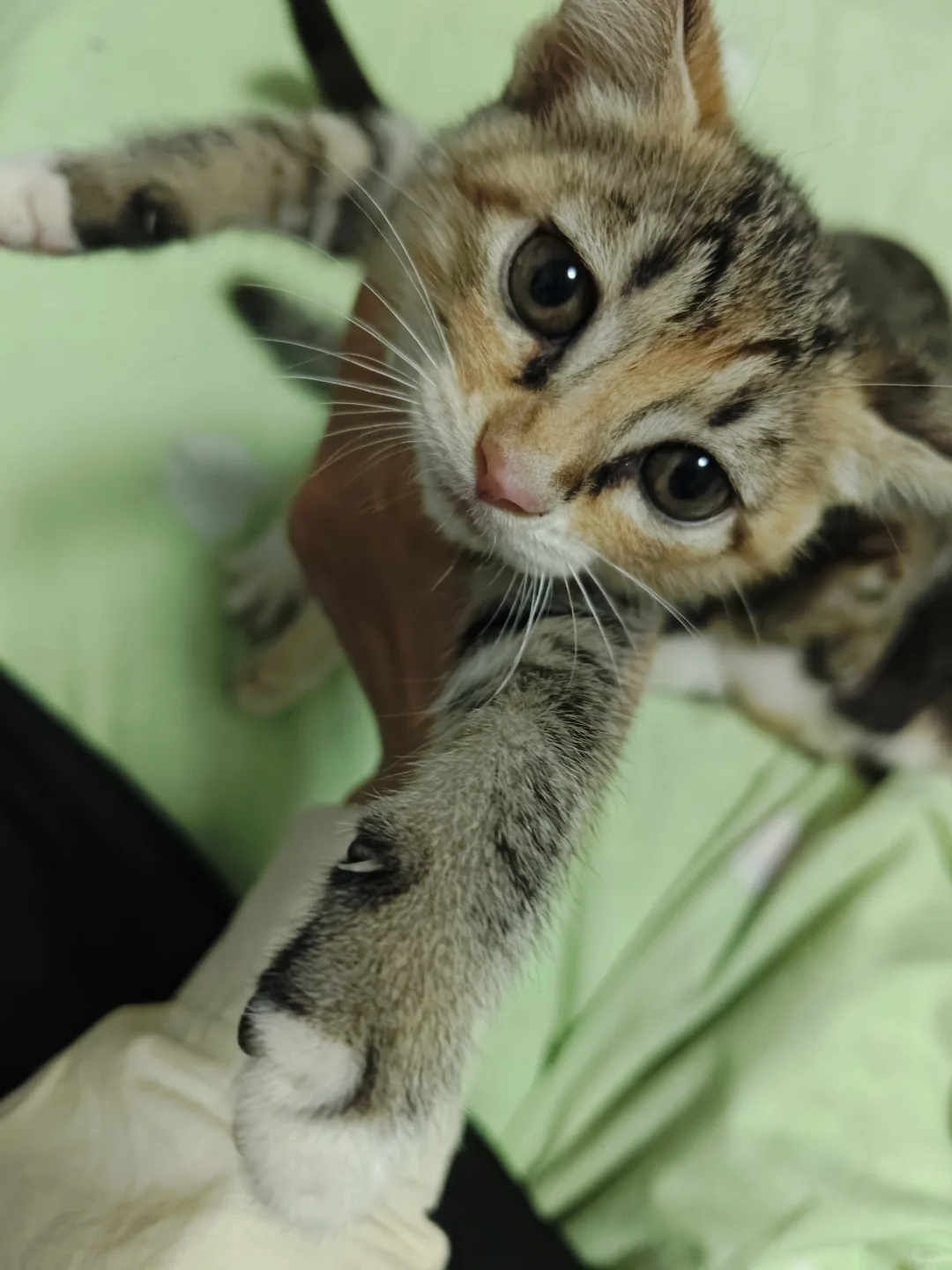 《鄂省招贤令：聘狸花大将军启》