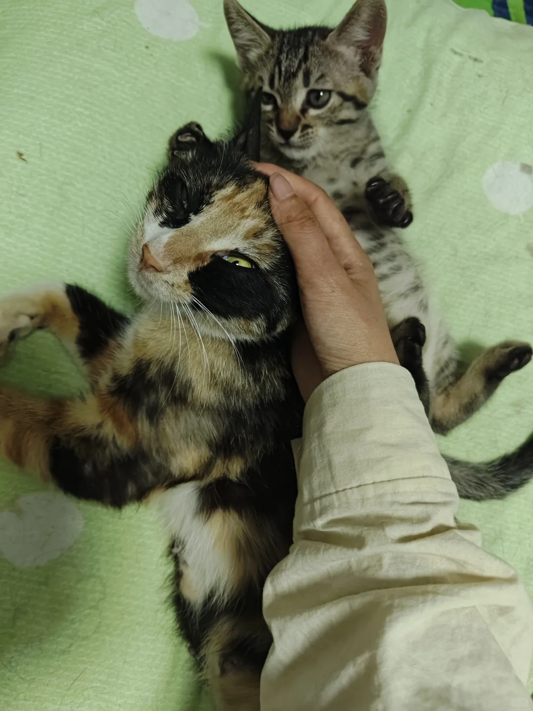 《鄂省招贤令：聘狸花大将军启》