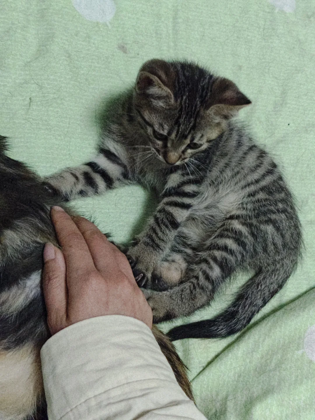 《鄂省招贤令：聘狸花大将军启》