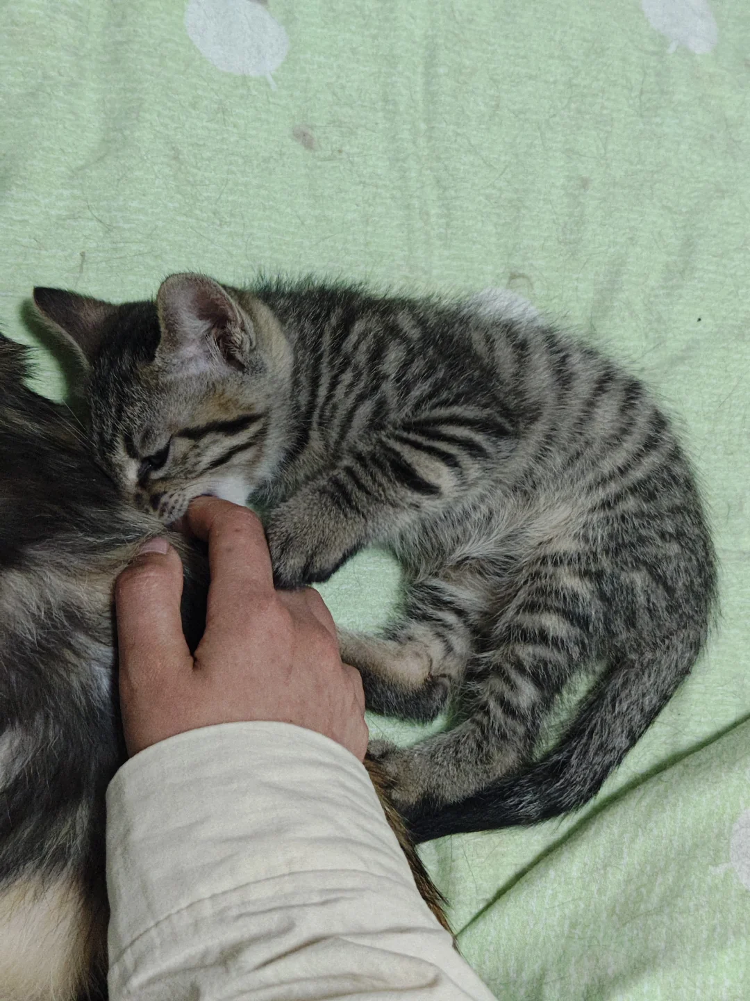 《鄂省招贤令：聘狸花大将军启》