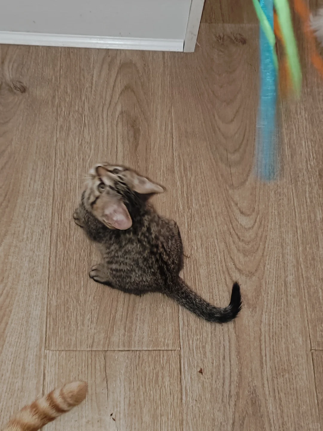 《鄂省招贤令：聘狸花大将军启》