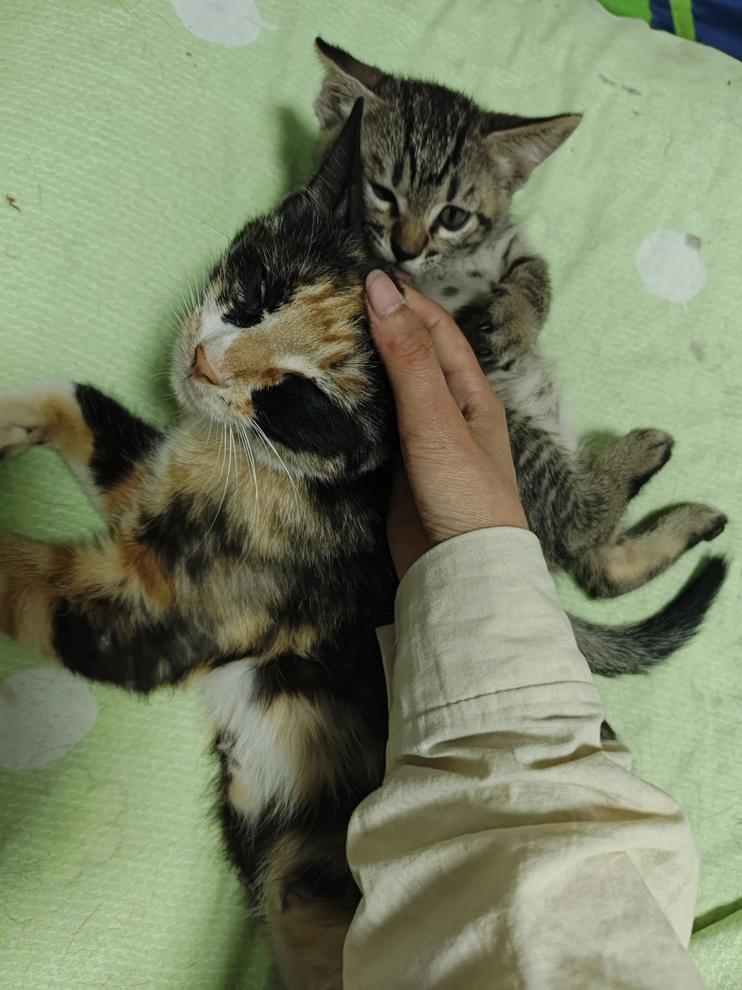 《鄂省招贤令：聘狸花大将军启》