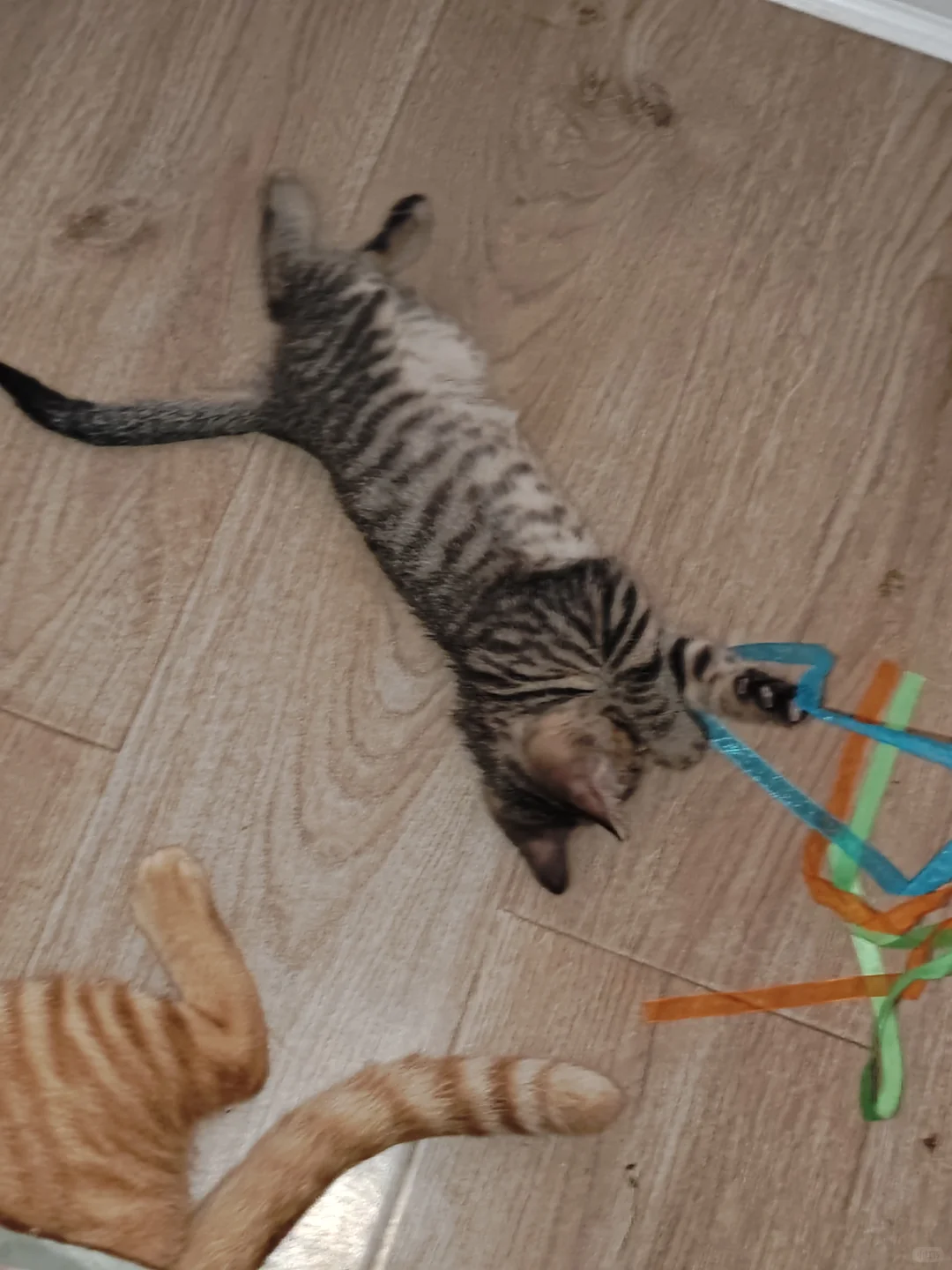 《鄂省招贤令：聘狸花大将军启》