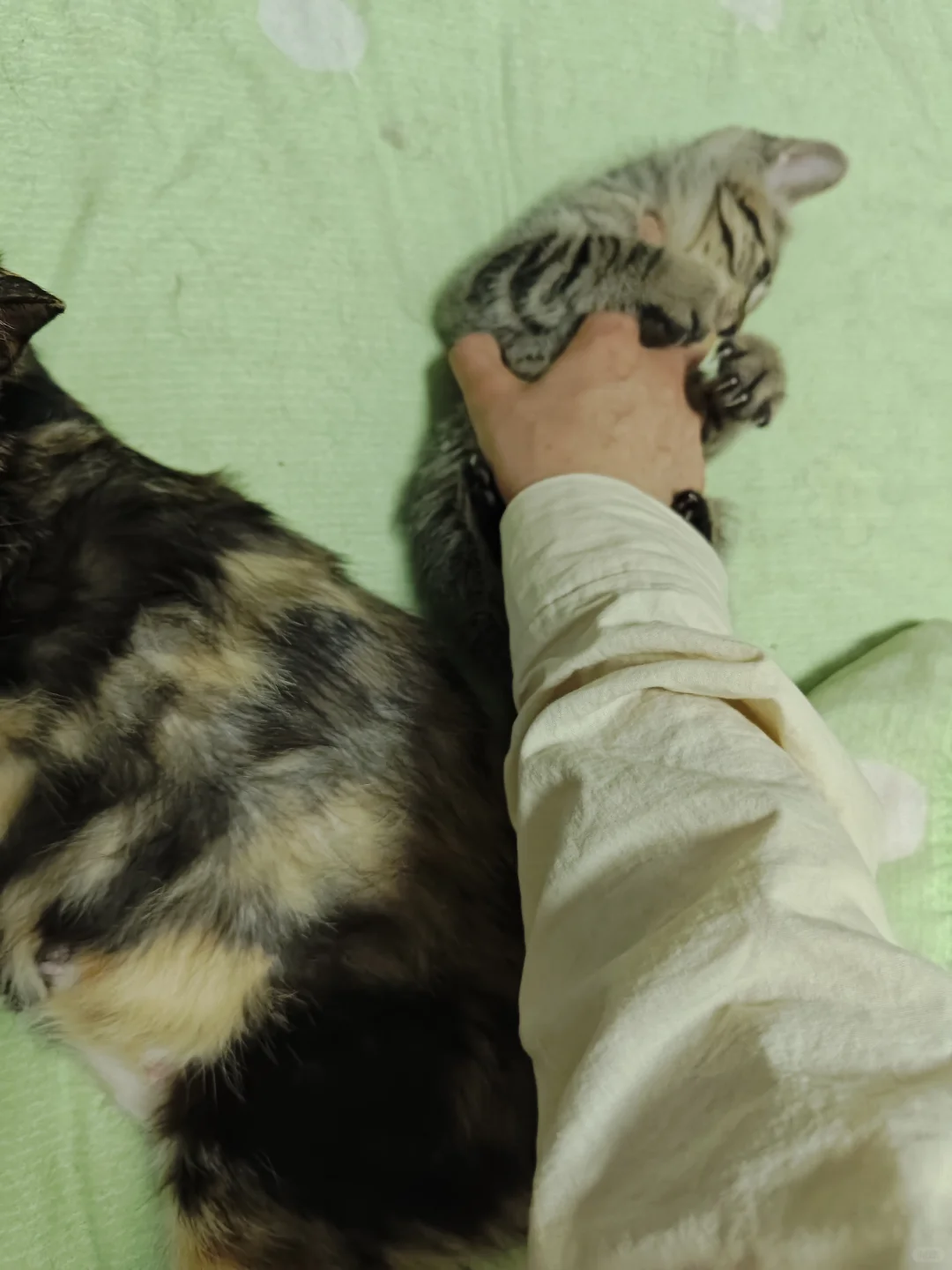 《鄂省招贤令：聘狸花大将军启》