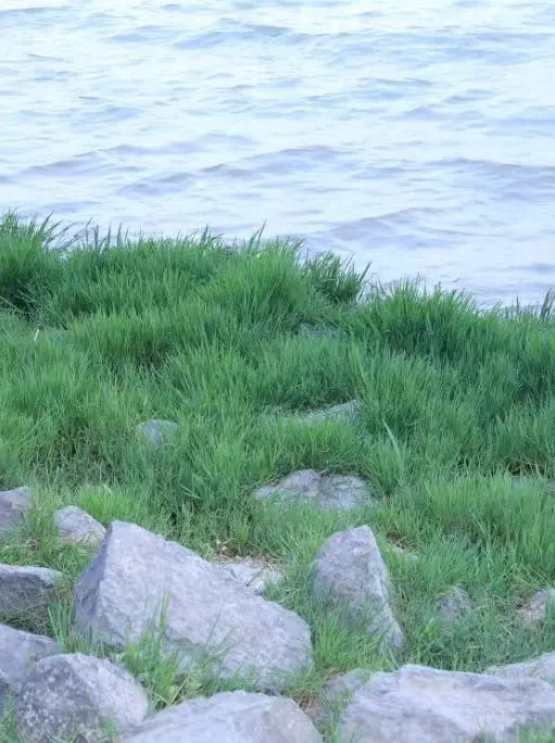 我宣布观树就是准备国企的懒人神器