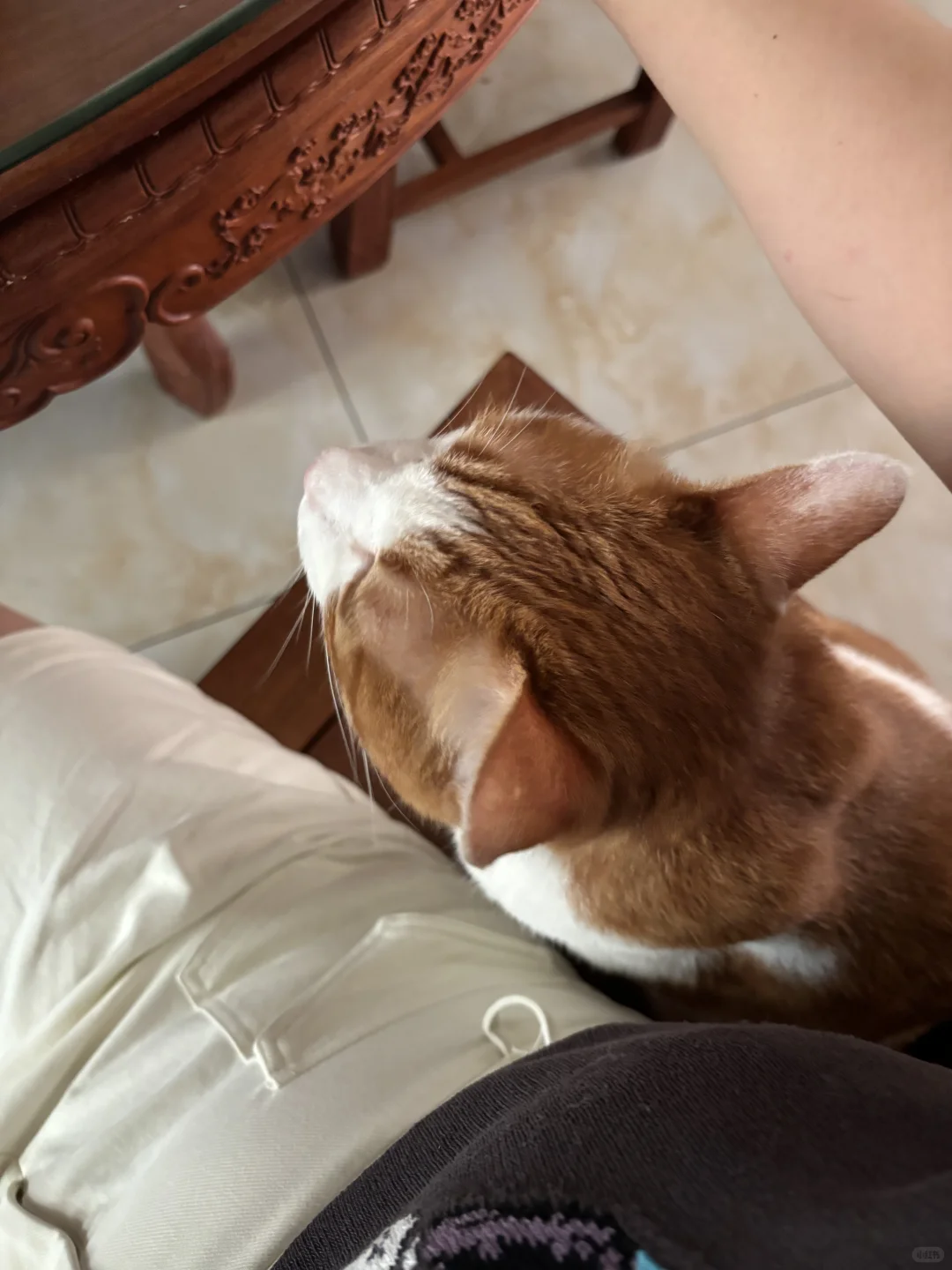 阿里裸辞 回村躺平了 Day108