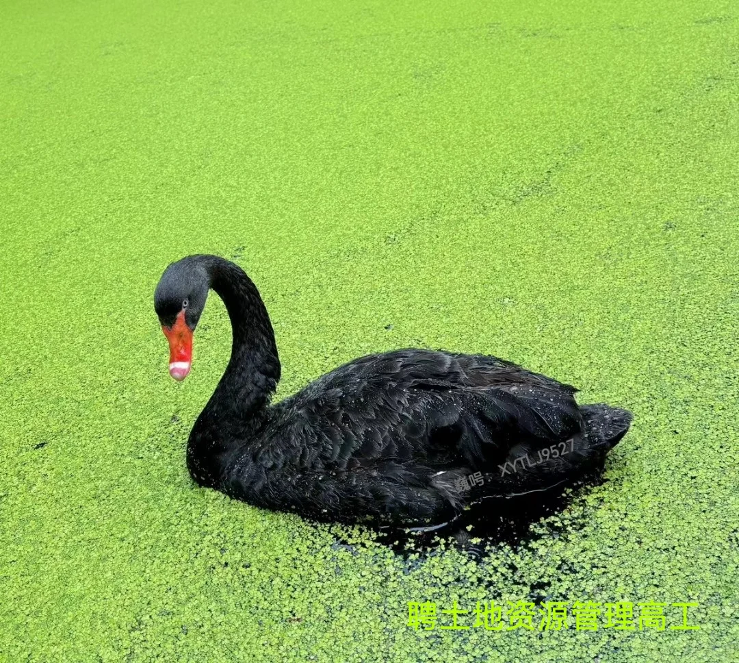 昭聘👉土地资源相关高工