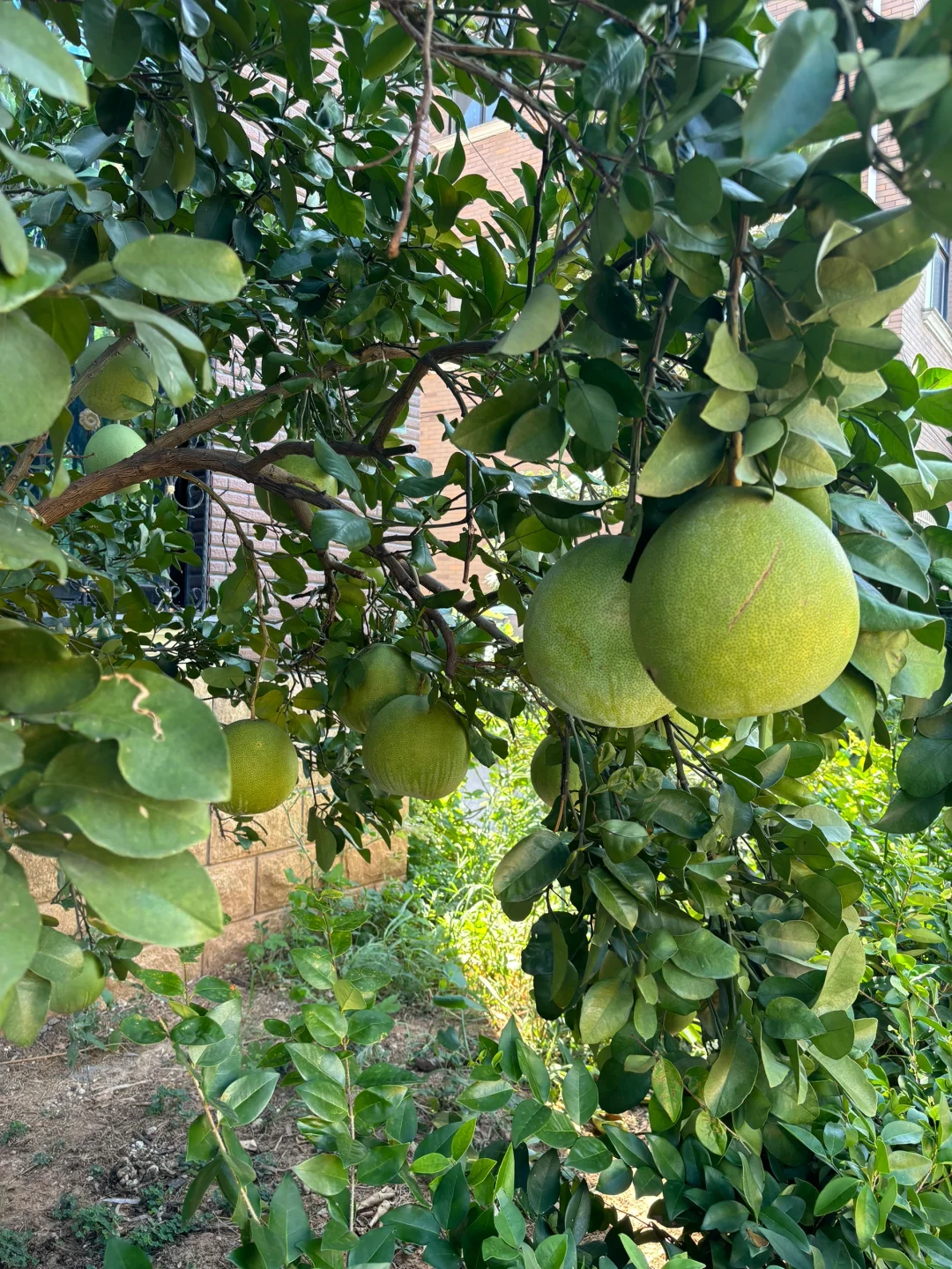 阿里裸辞 回村躺平了 Day108