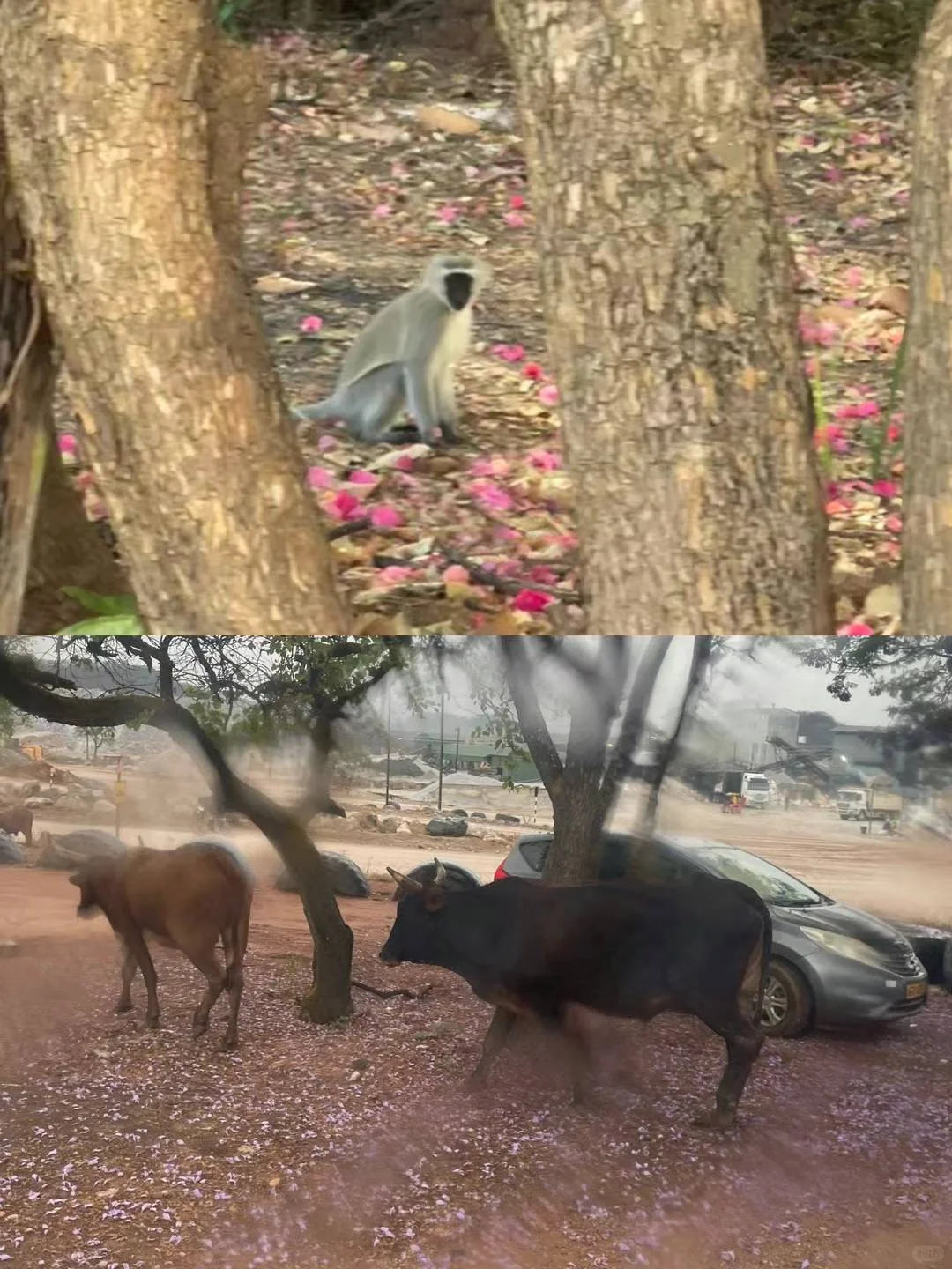 我是如何找到外派工作的（非洲版）