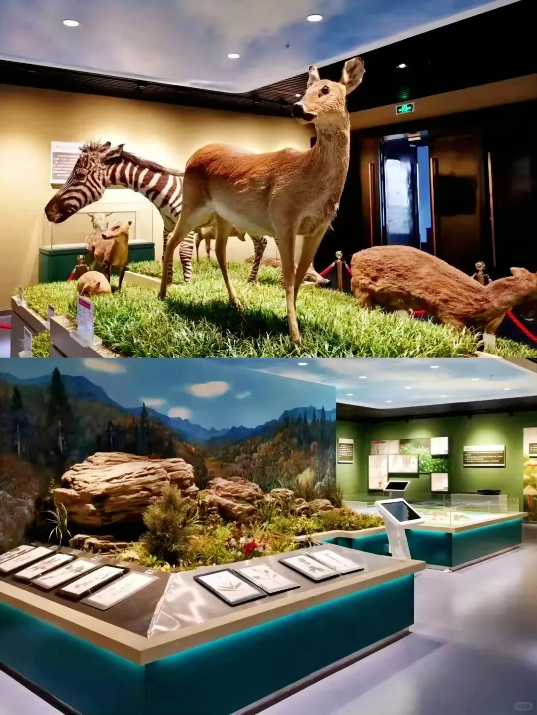 📢寻人启事！河北师大博物馆招人啦