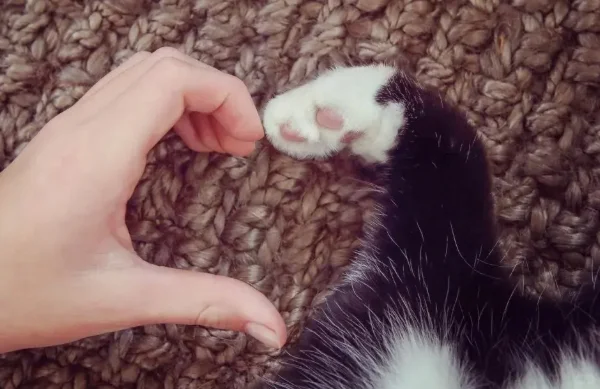 2700年前周代贵族竟是猫奴？纯金猫爪太超前