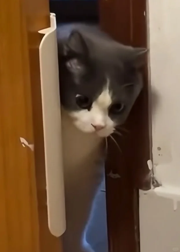 杭州高新区专业聘用制-猝不及防得卷起来了