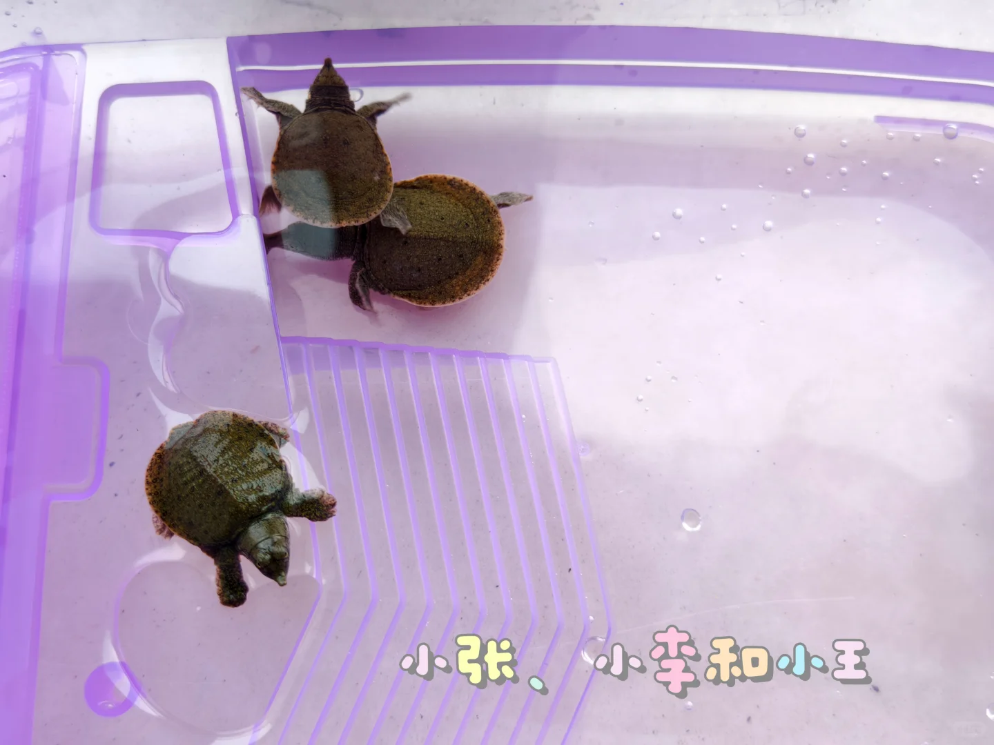 公司新聘的员工