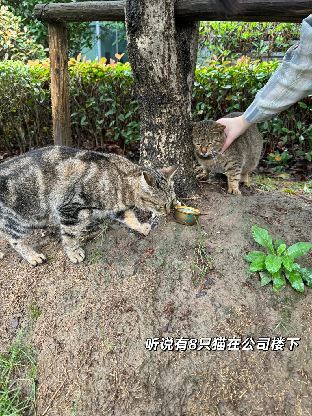 🇬🇧留子回国实习｜在哈啰一周啦